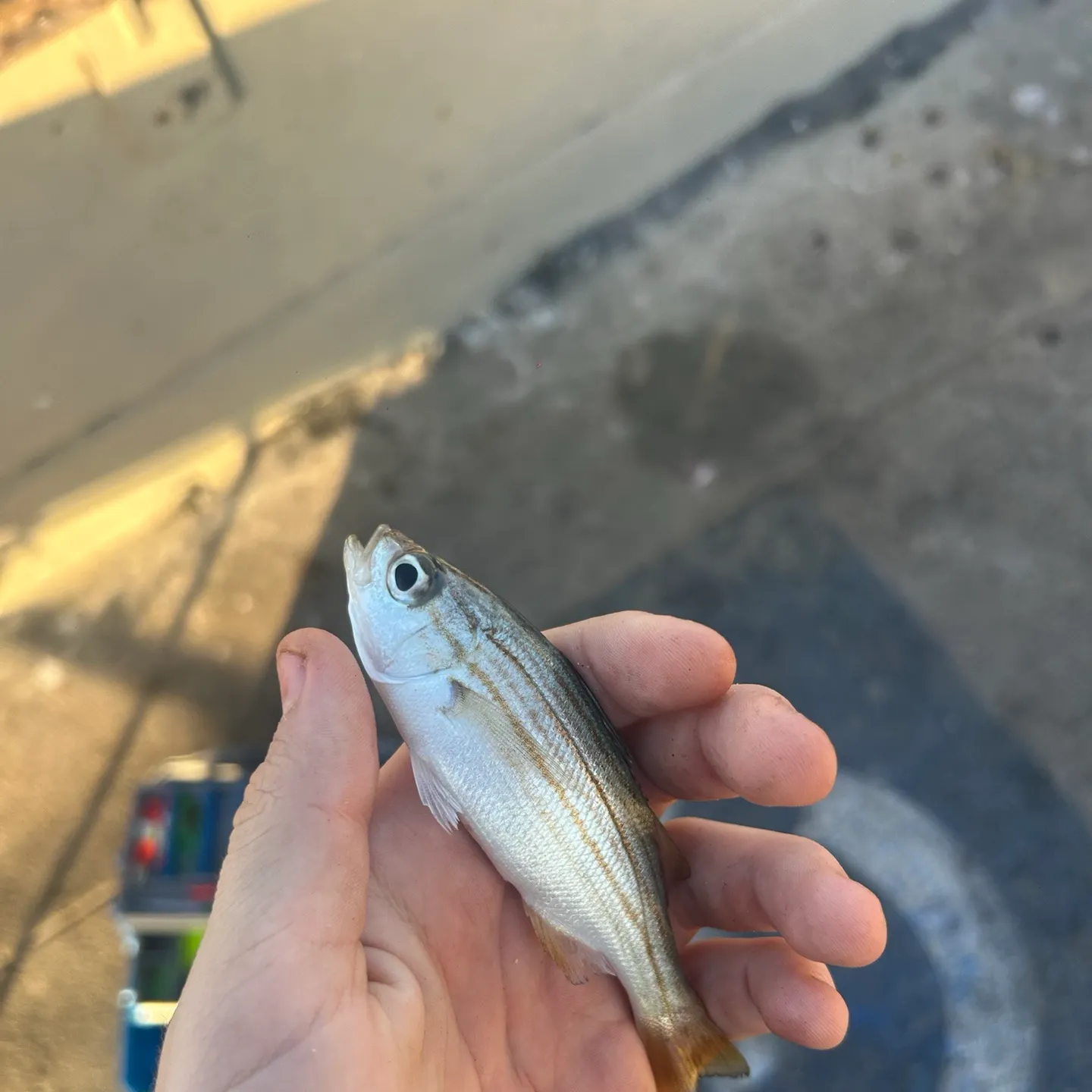 The most recent Salema porgy catches on Fishbrain