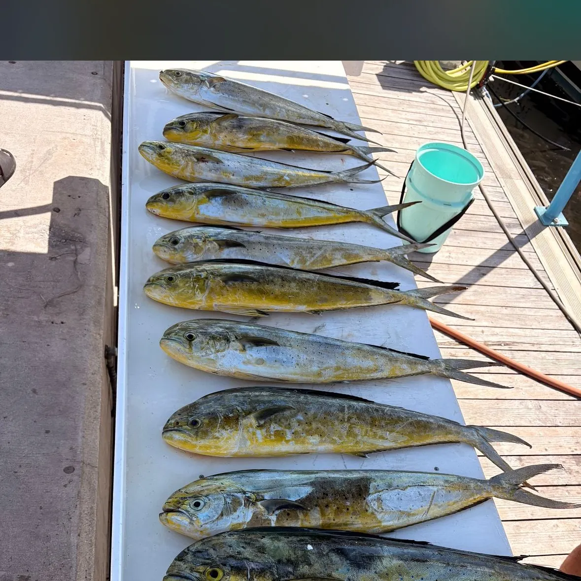 Common dolphinfish caught on Fishbrain