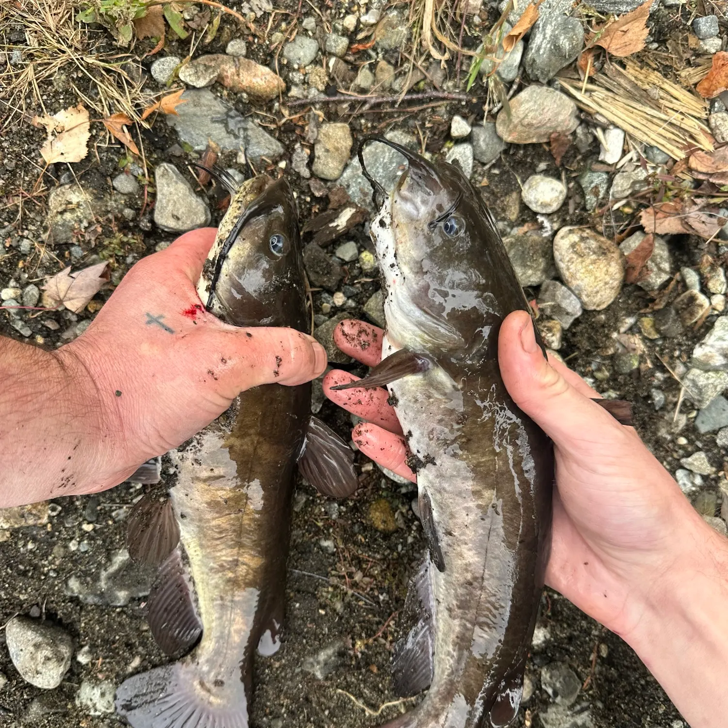 Black bullhead caught on Fishbrain