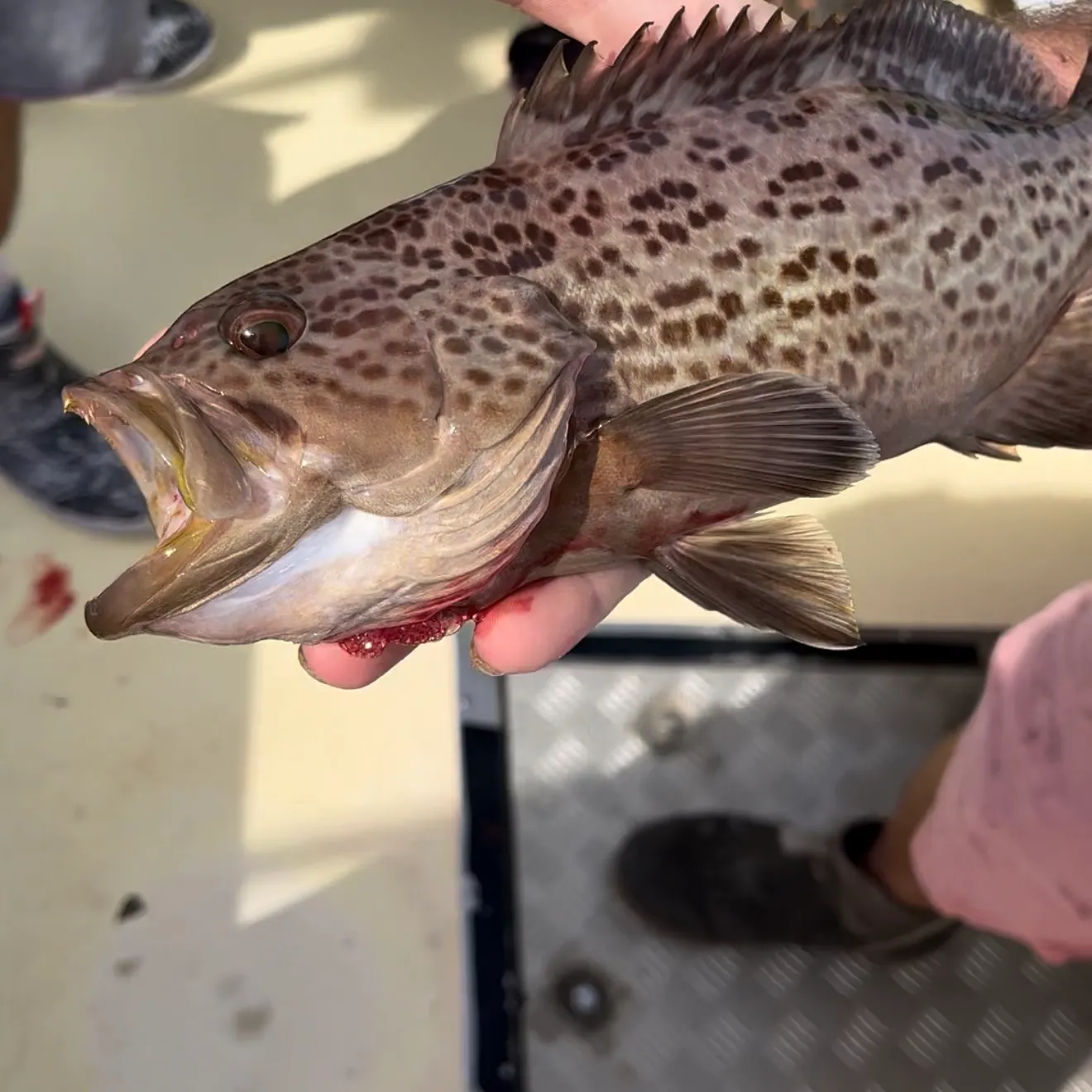 The most recent Scamp grouper catches on Fishbrain