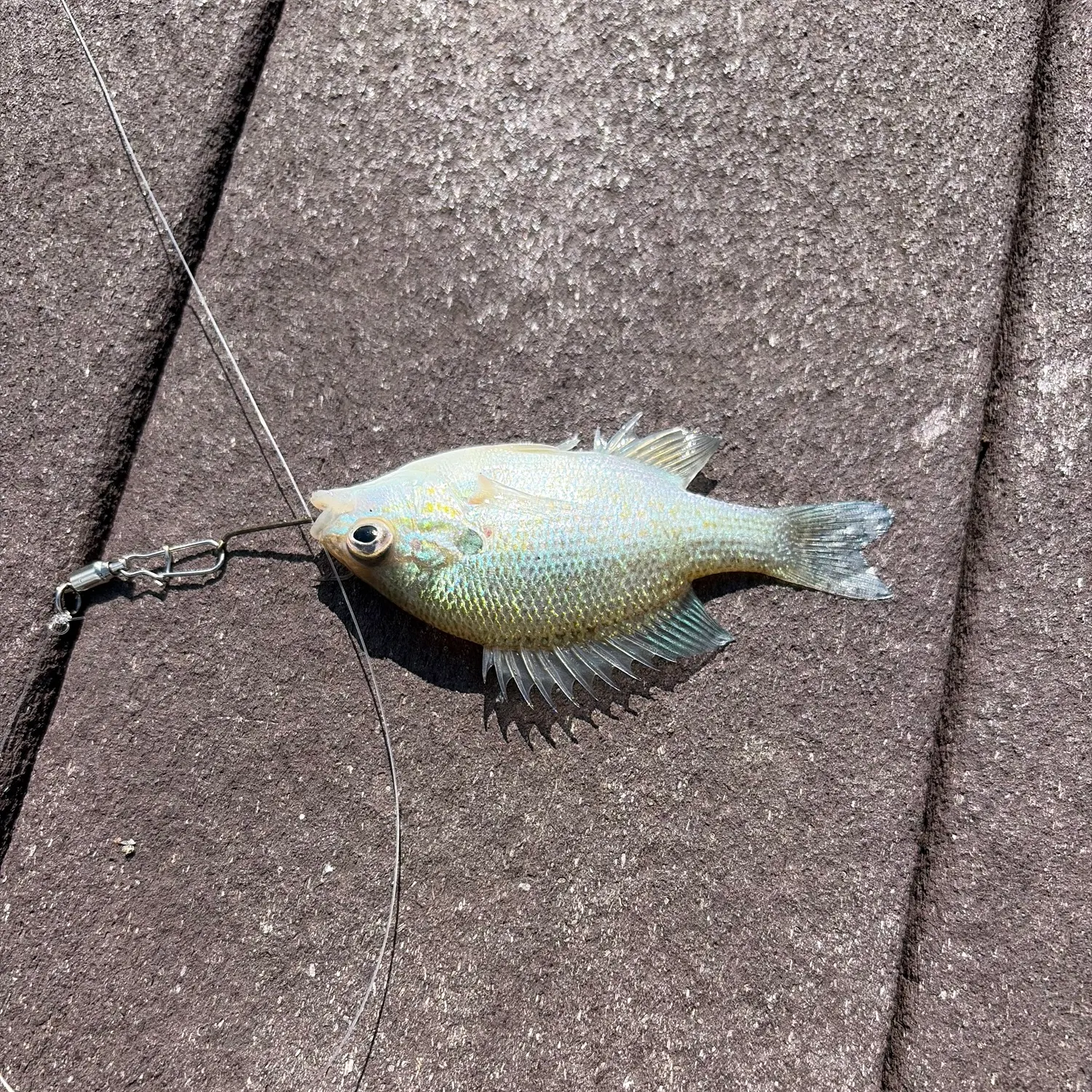 recently logged catches