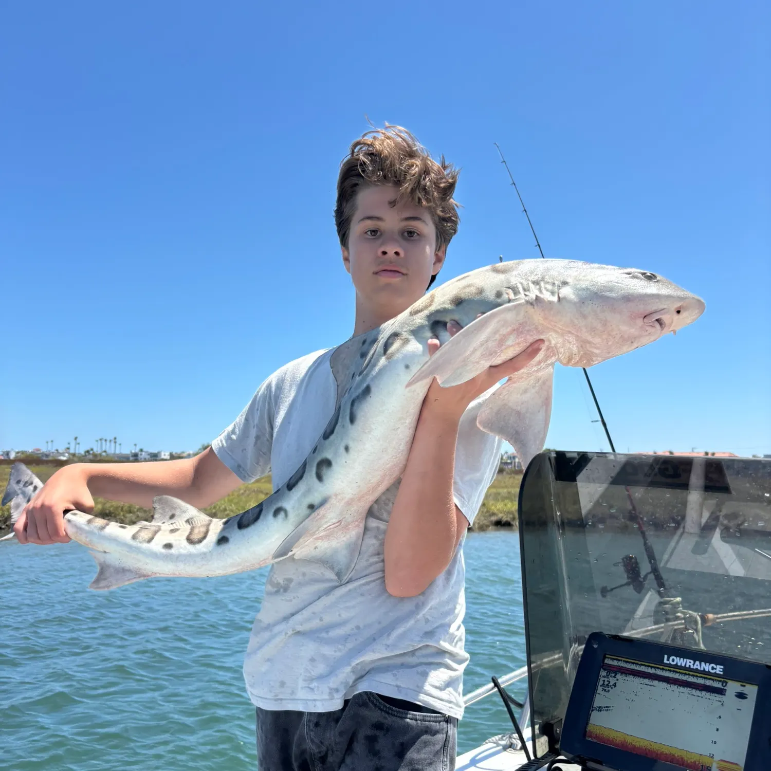 The most recent Leopard shark catches on Fishbrain