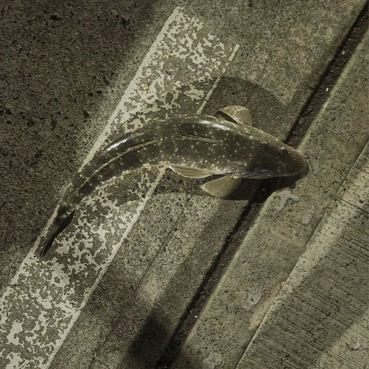 The most recent Dusky flathead catches on Fishbrain