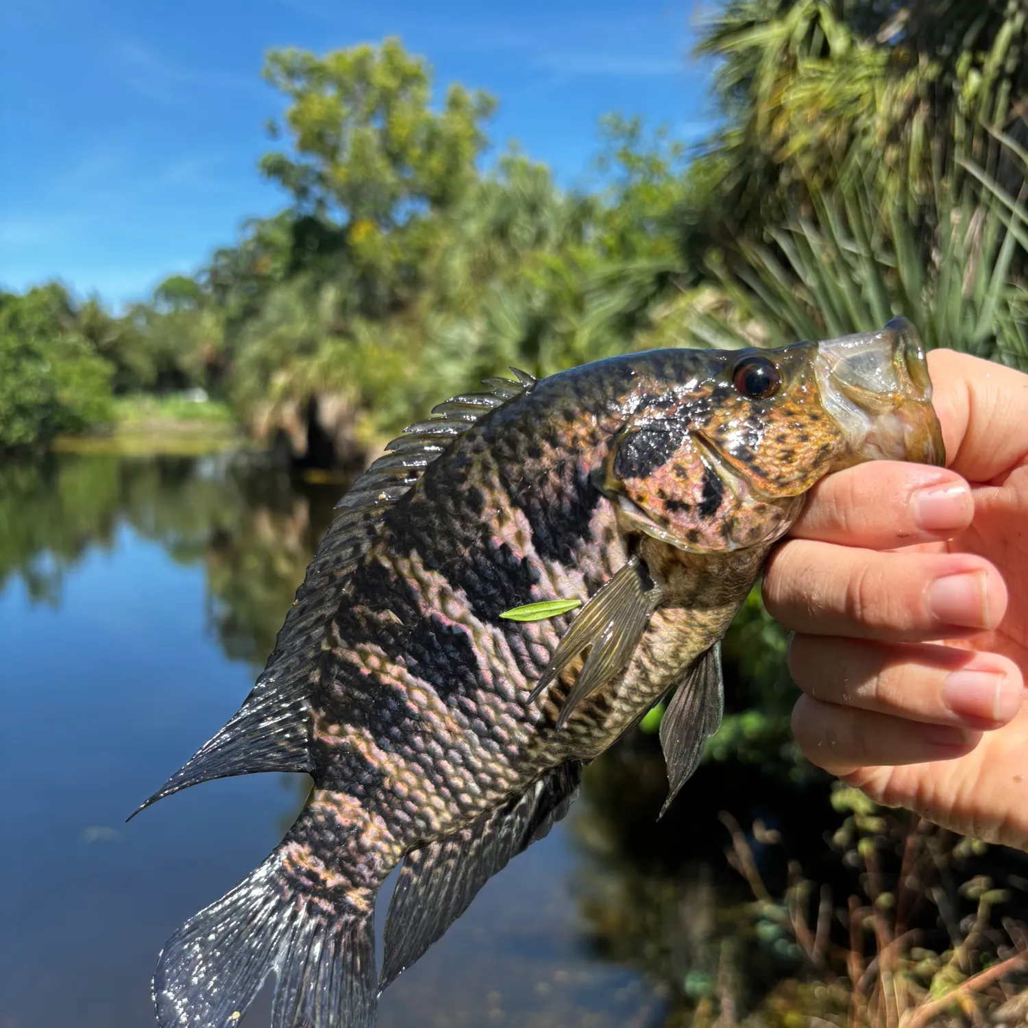 The most recent Jaguar cichlid catches on Fishbrain