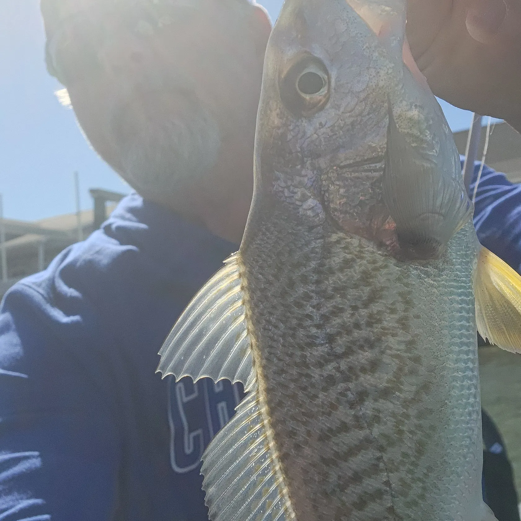 Atlantic croaker caught on Fishbrain