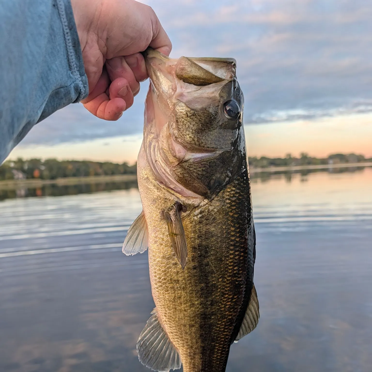 Largemouth bass caught on Fishbrain
