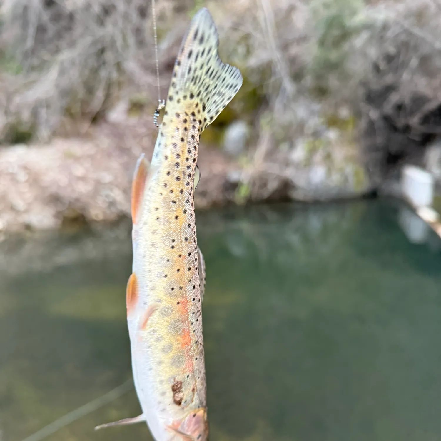 The most recent Bonneville cutthroat trout catches on Fishbrain