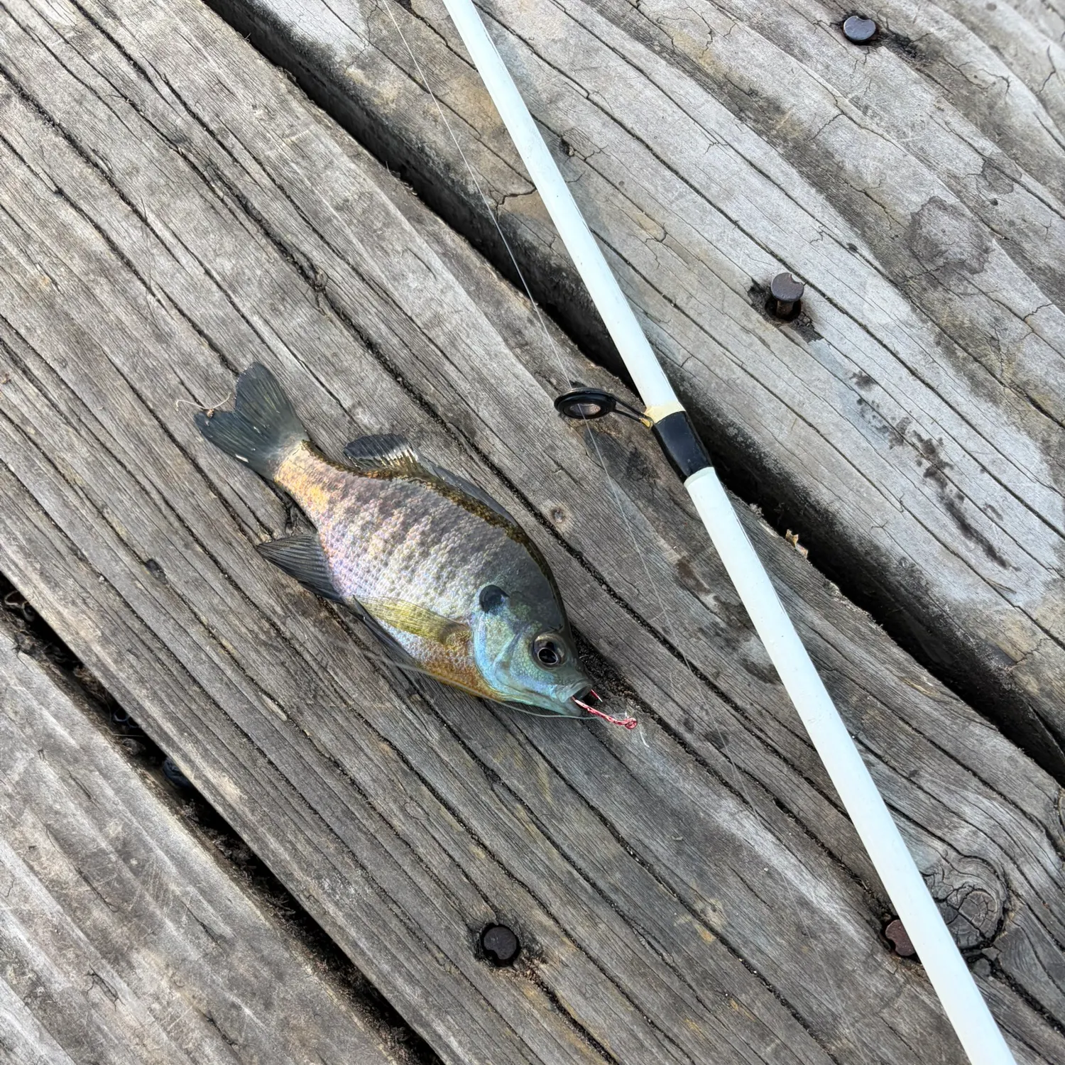 Bluegill caught on Fishbrain
