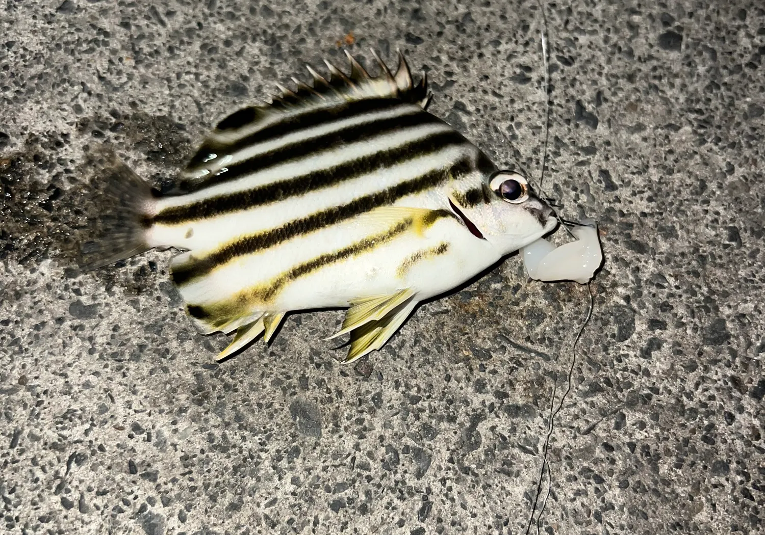 Zebra fish