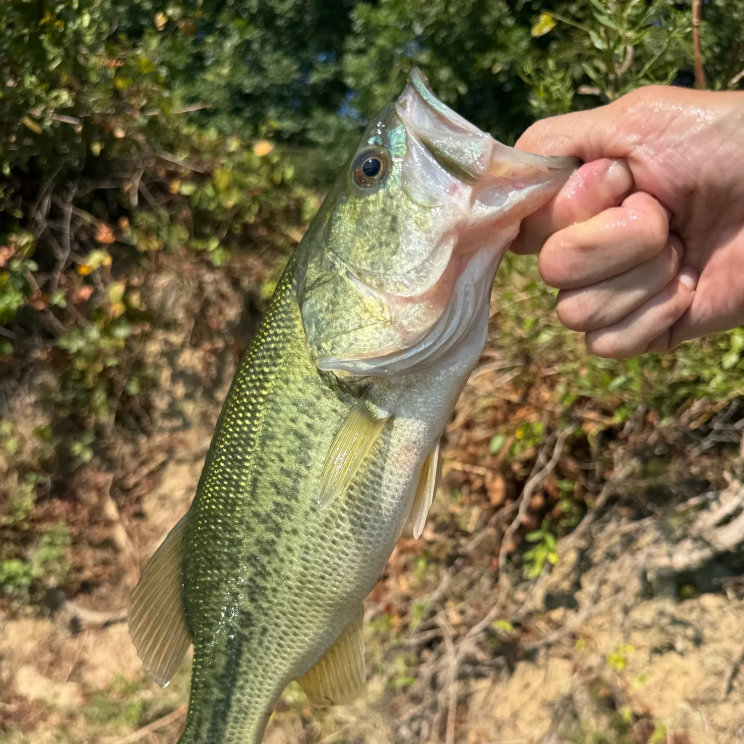 Spotted bass caught on Fishbrain