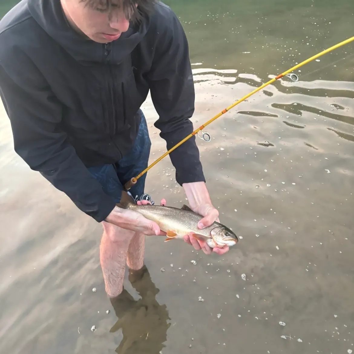 Dolly varden caught on Fishbrain
