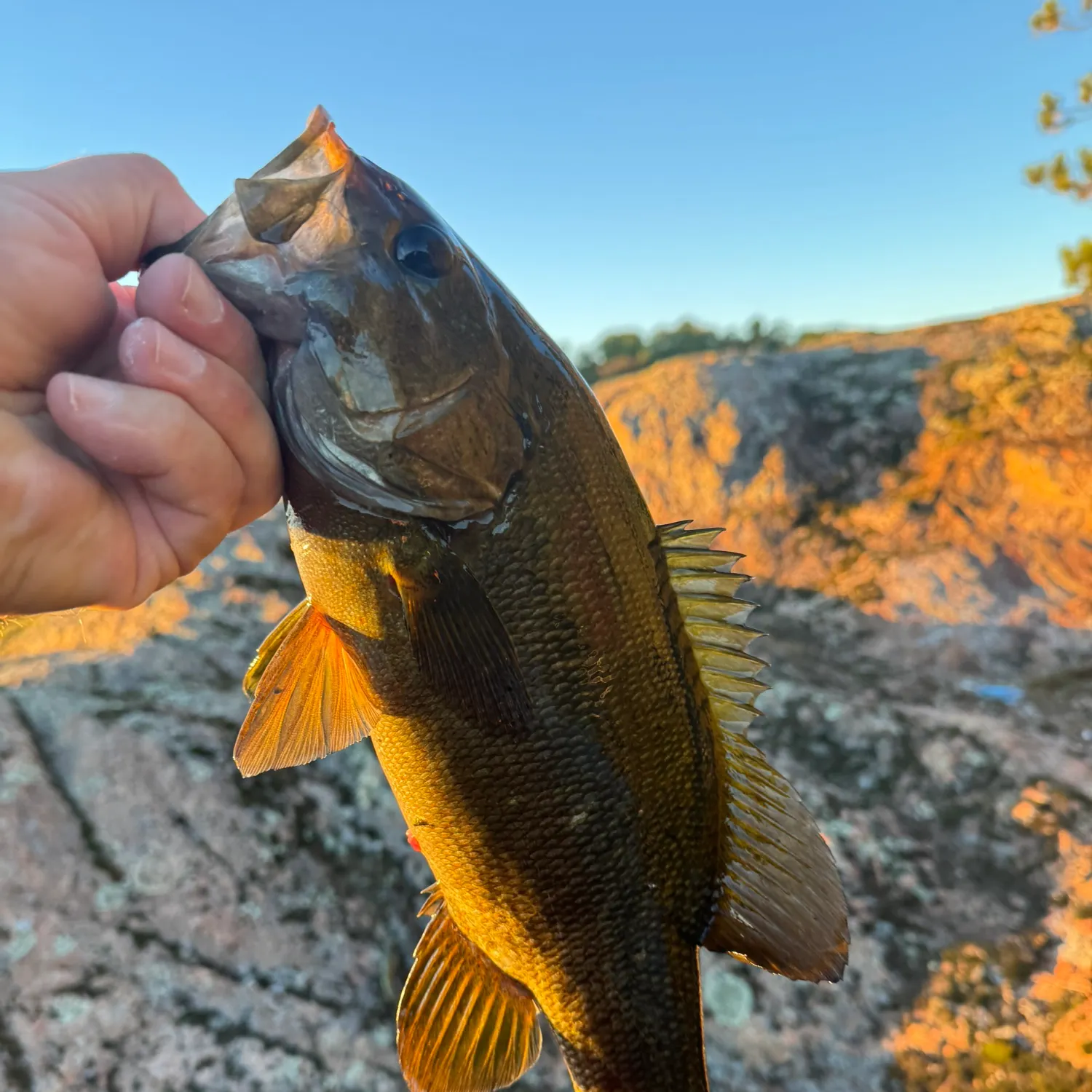 Smallmouth bass caught on Fishbrain