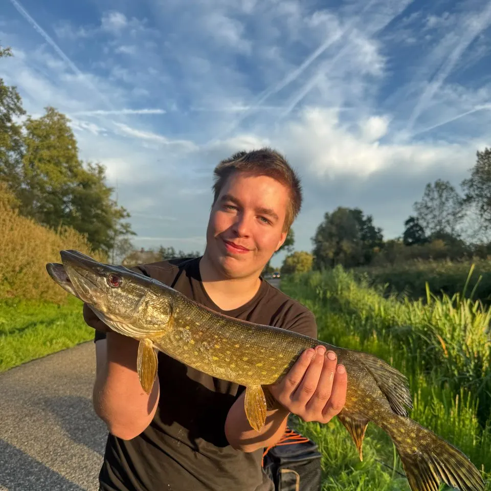Northern pike caught on Fishbrain