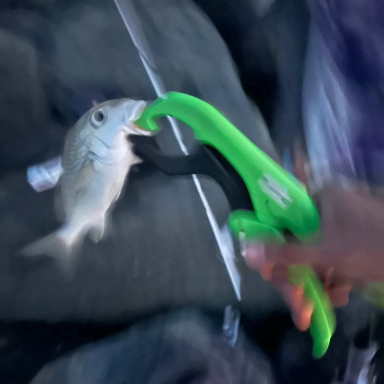 The most recent Tomtate grunt catches on Fishbrain