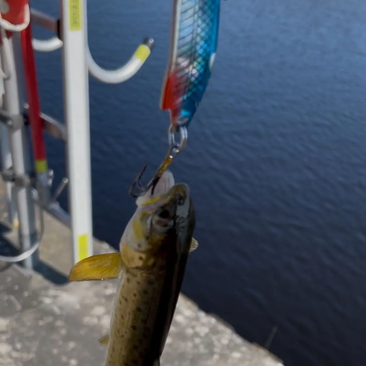 The most recent Sea trout catches on Fishbrain