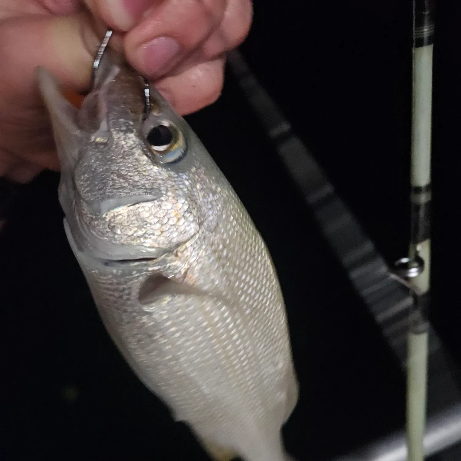 The most recent Tomtate grunt catches on Fishbrain