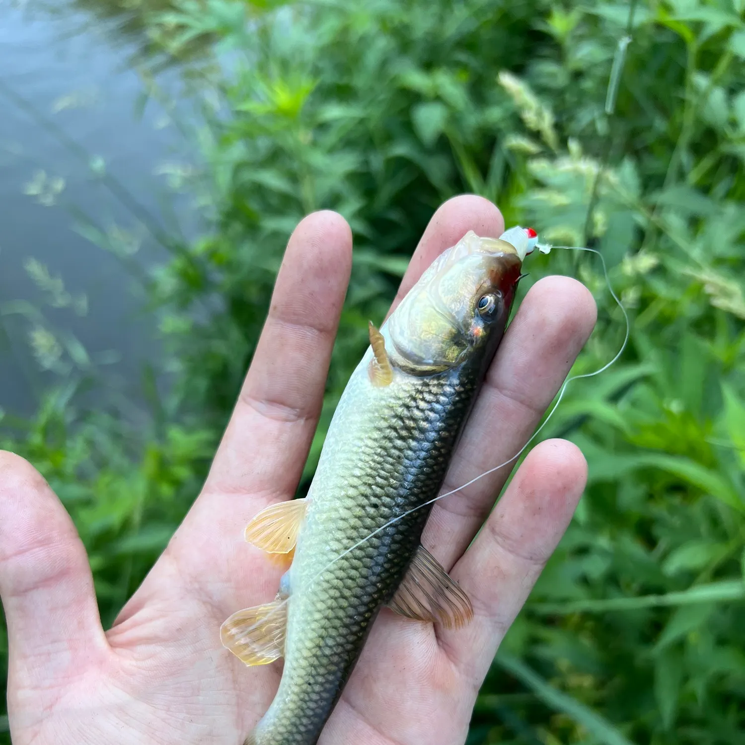 The most recent Hornyhead chub catches on Fishbrain