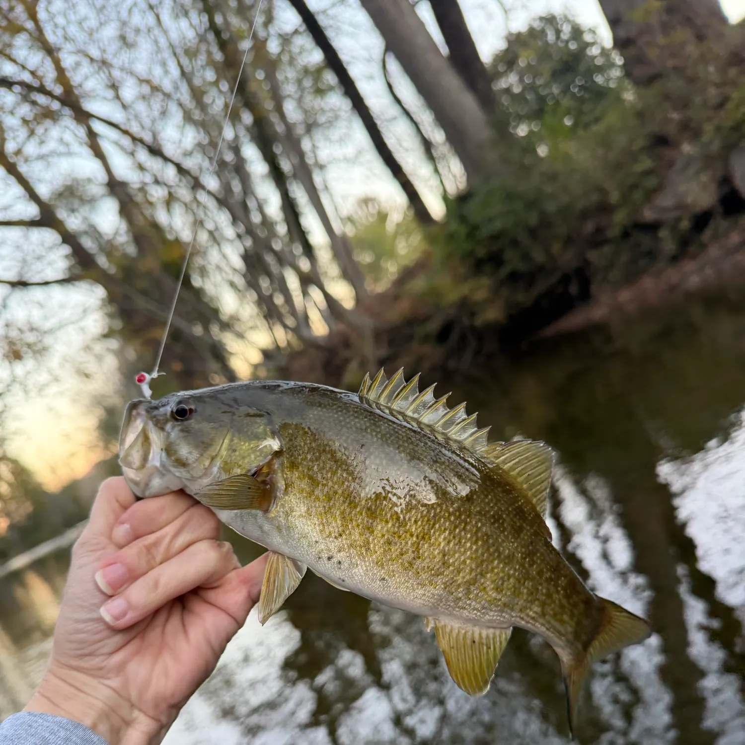 Smallmouth bass caught on Fishbrain