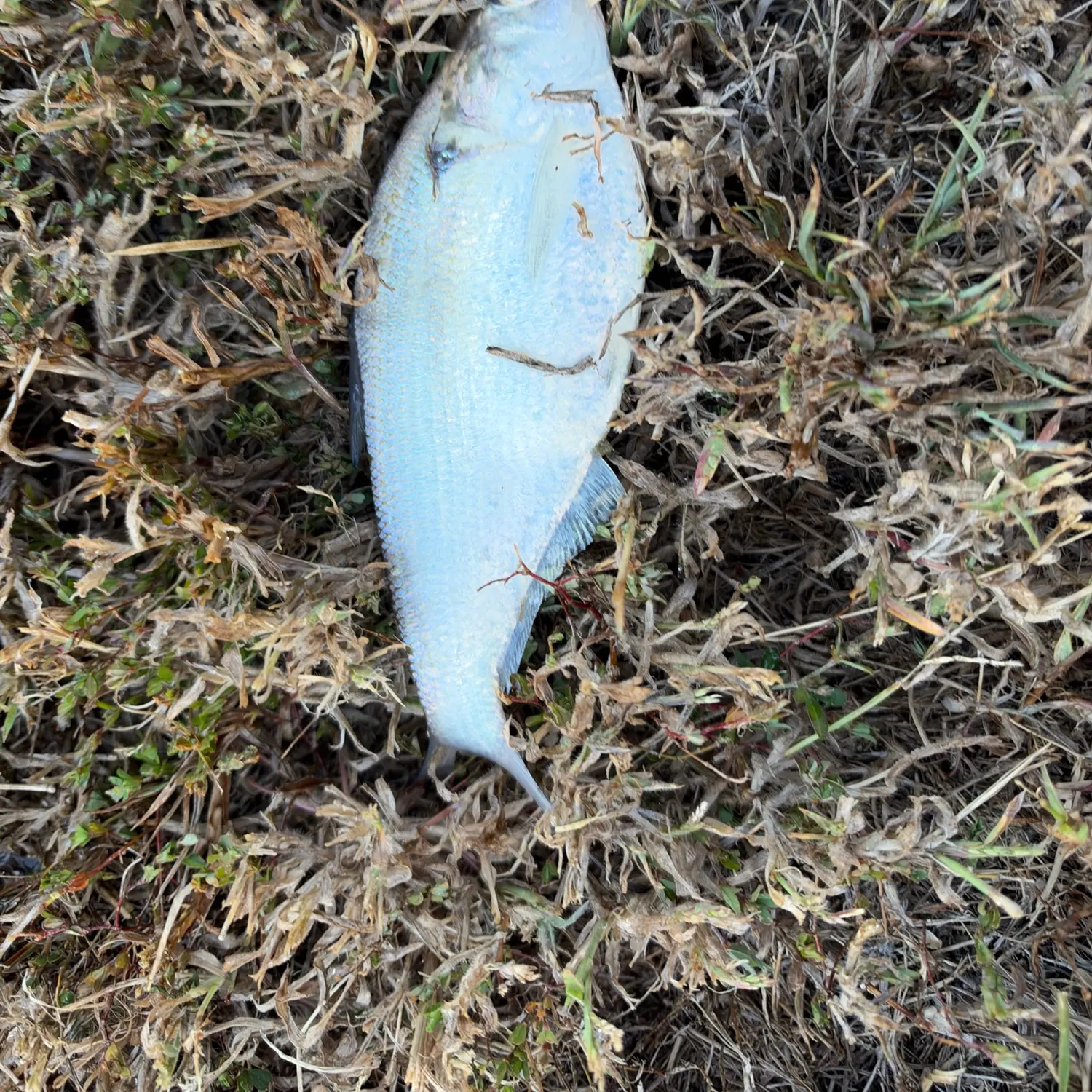Fish caught on Fishbrain