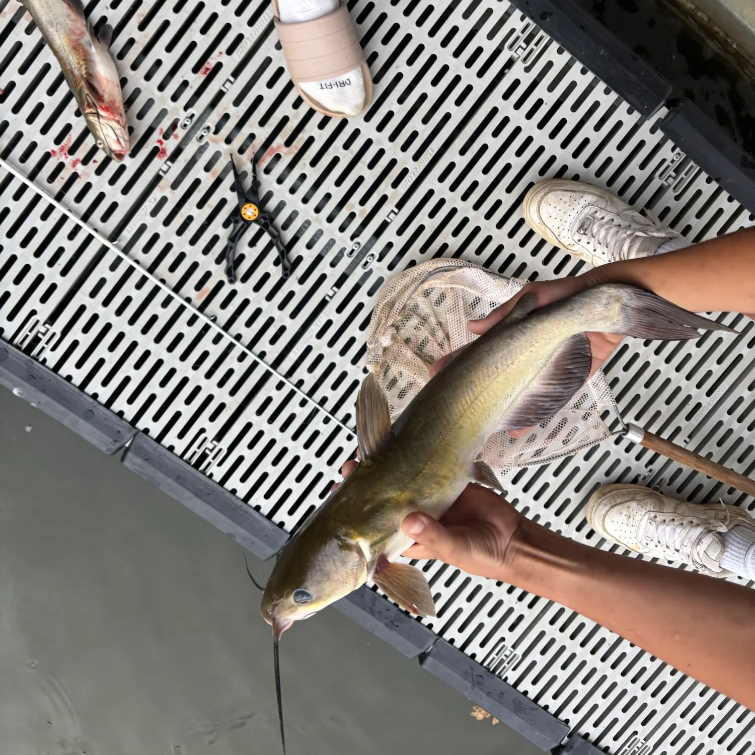 Channel catfish caught on Fishbrain