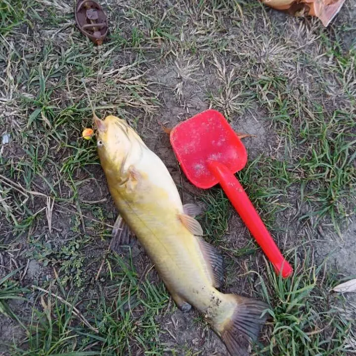 Yellow bullhead caught on Fishbrain