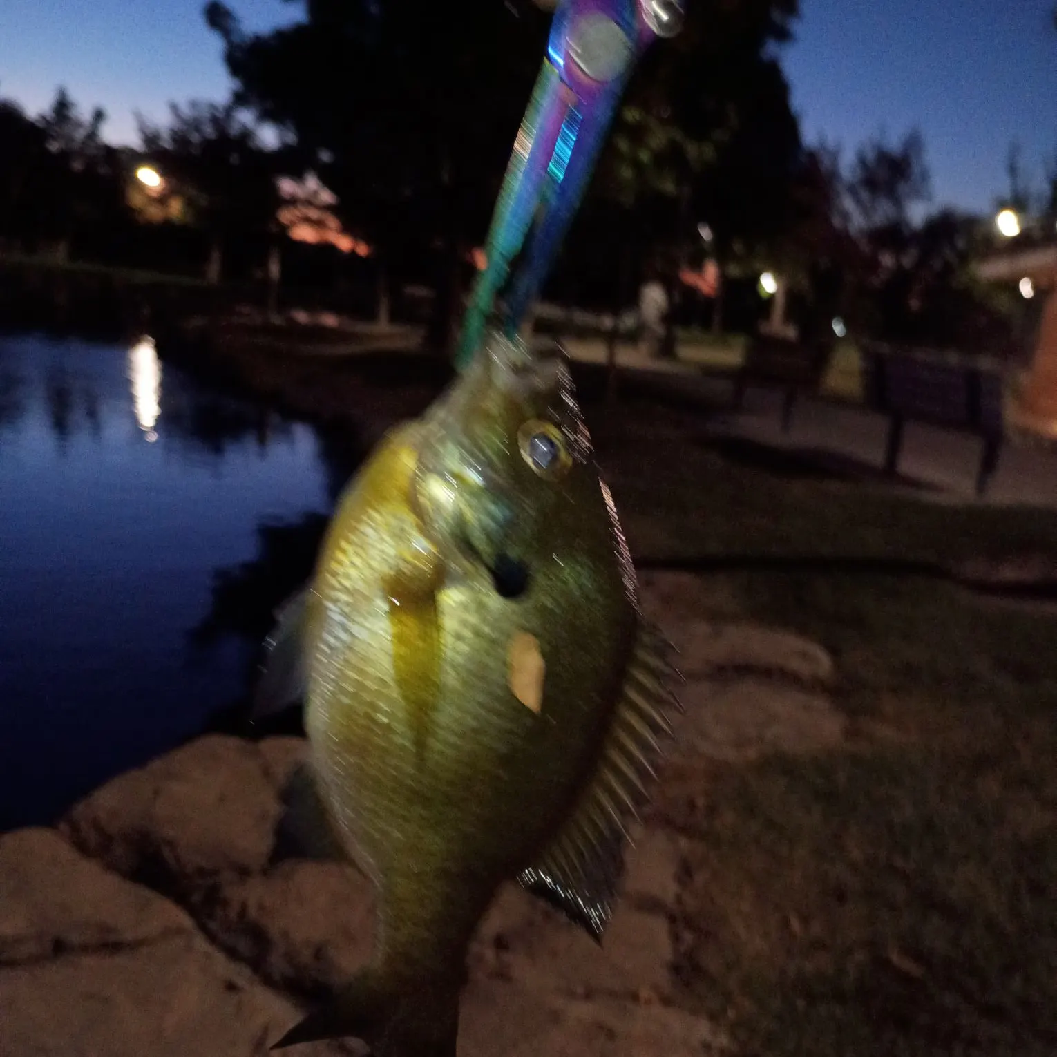 Bluegill caught on Fishbrain