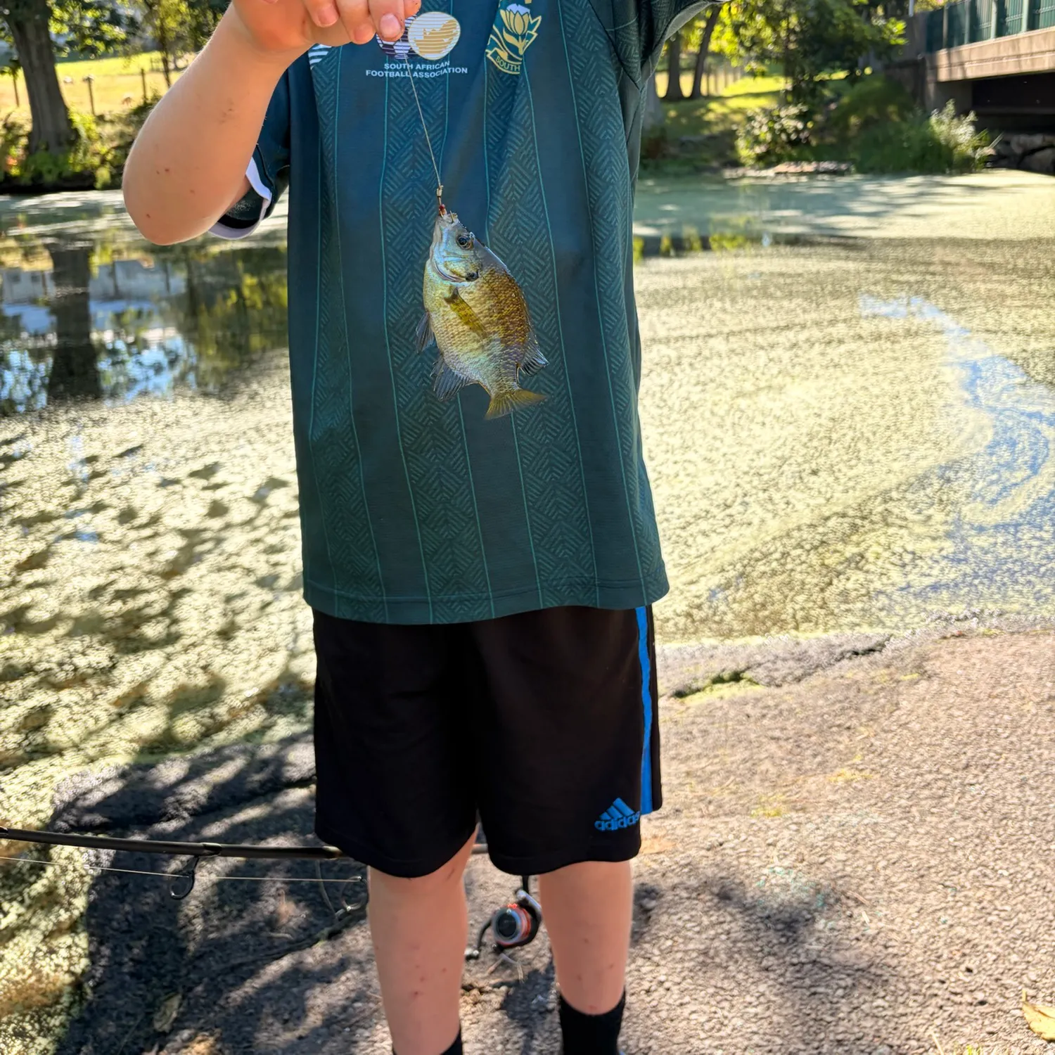Bluegill caught on Fishbrain
