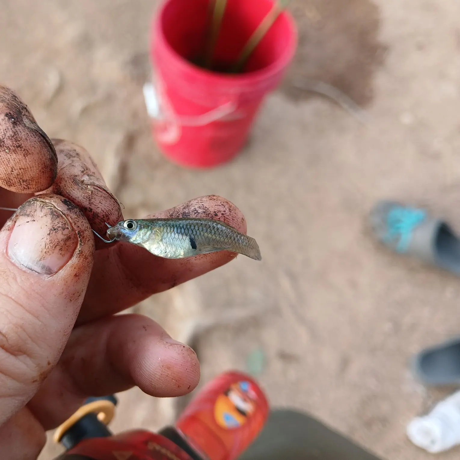 The most recent Western mosquitofish catches on Fishbrain