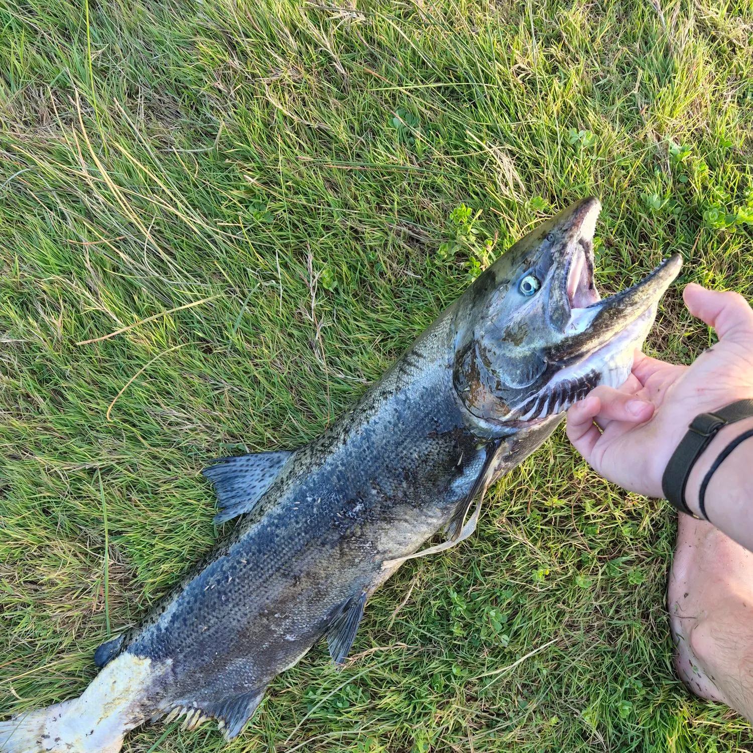 Coho salmon caught on Fishbrain