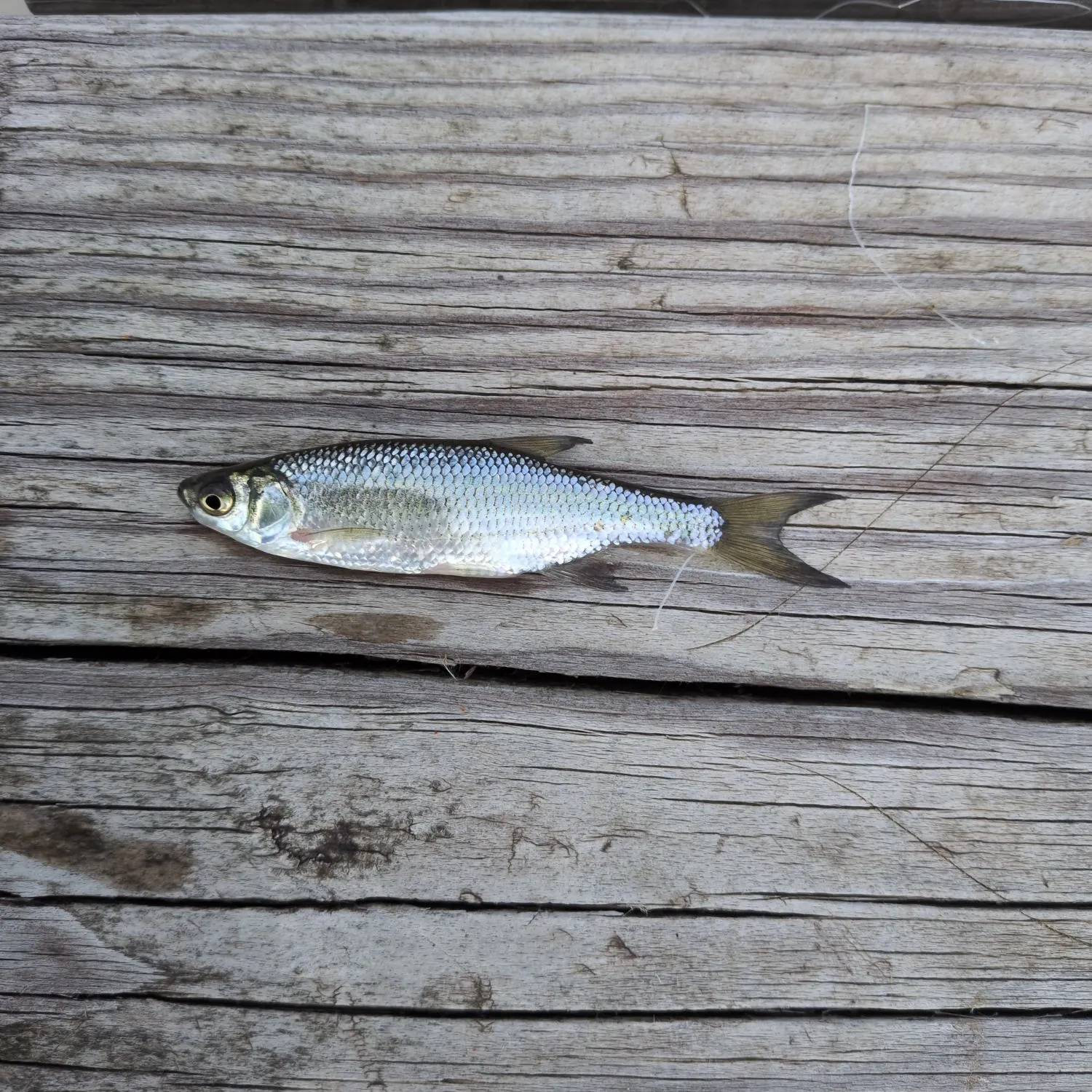 Golden shiner caught on Fishbrain