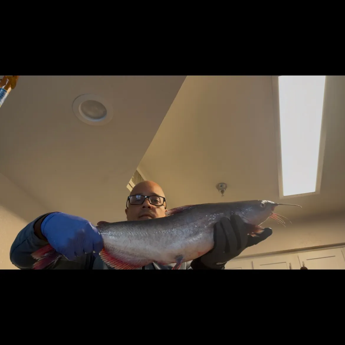 Blue catfish caught on Fishbrain