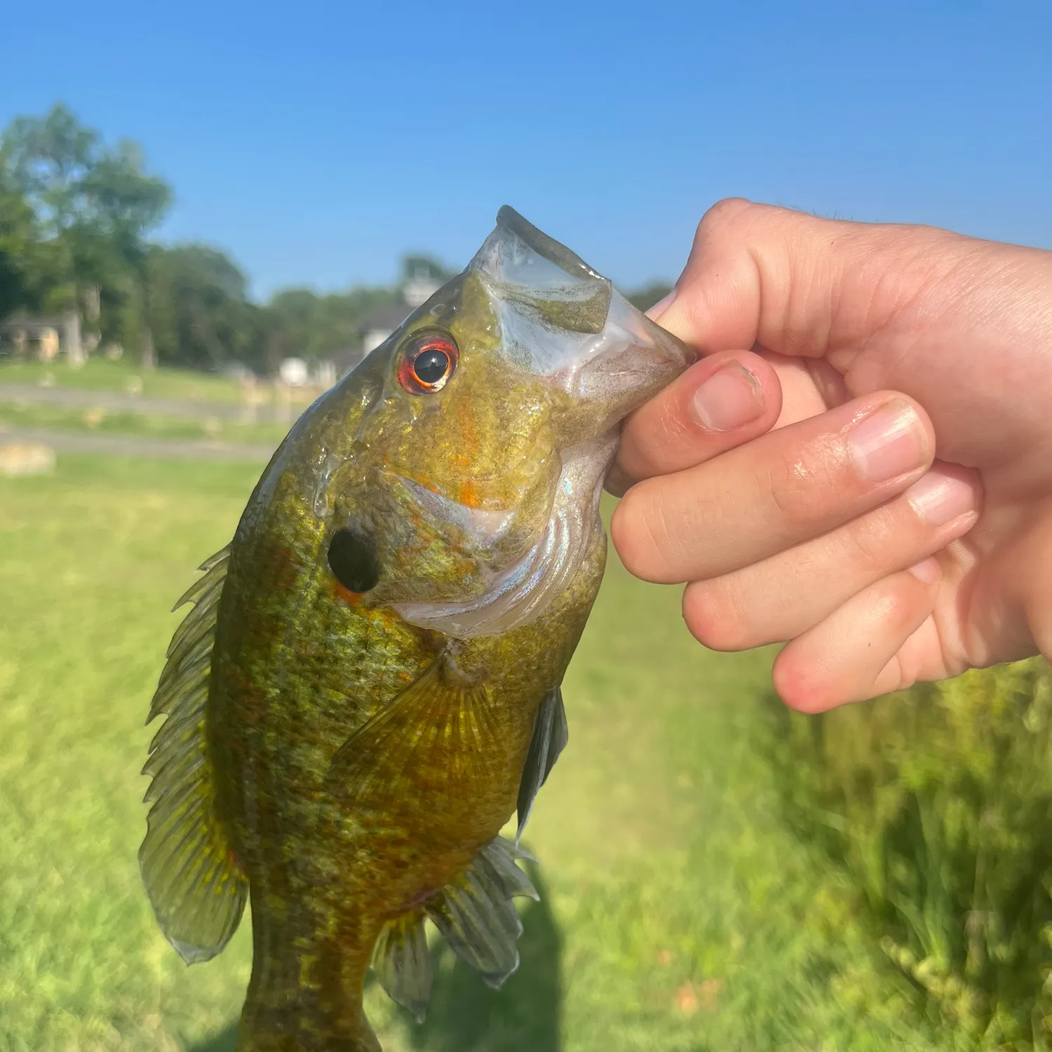 catch