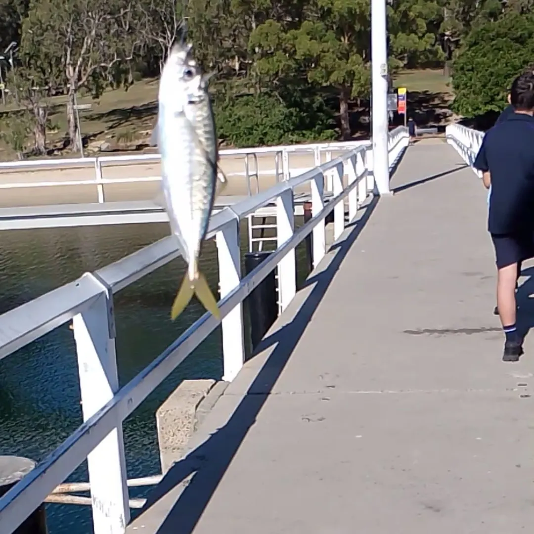 The most recent Yellowtail scad catches on Fishbrain