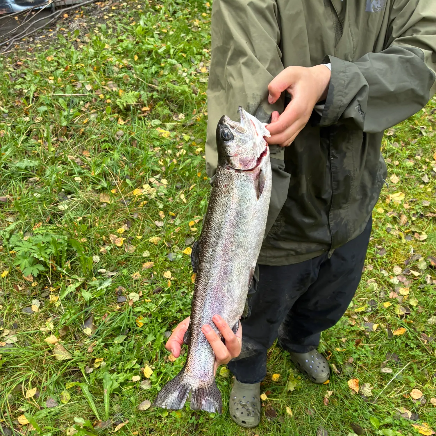 Rainbow trout caught on Fishbrain