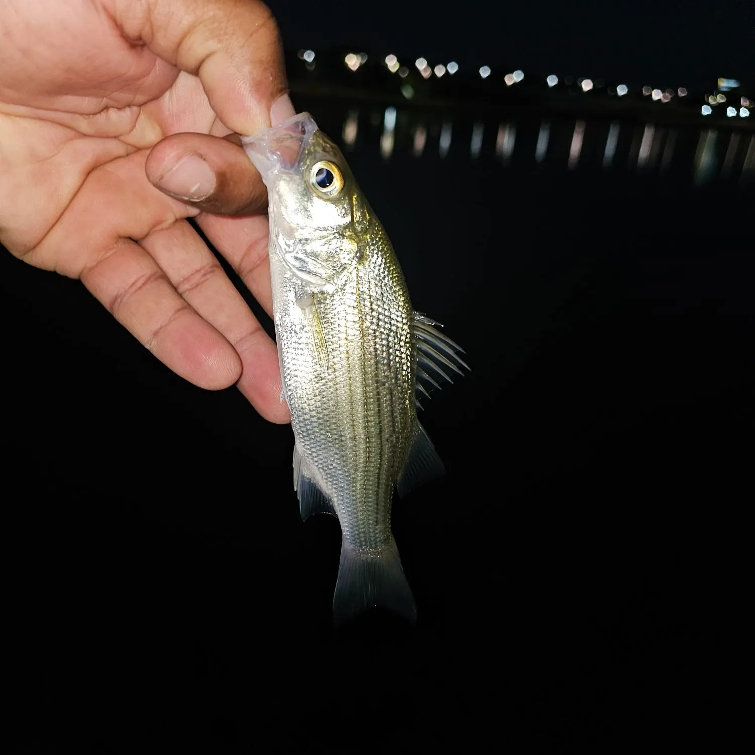 The most recent White bass catches on Fishbrain