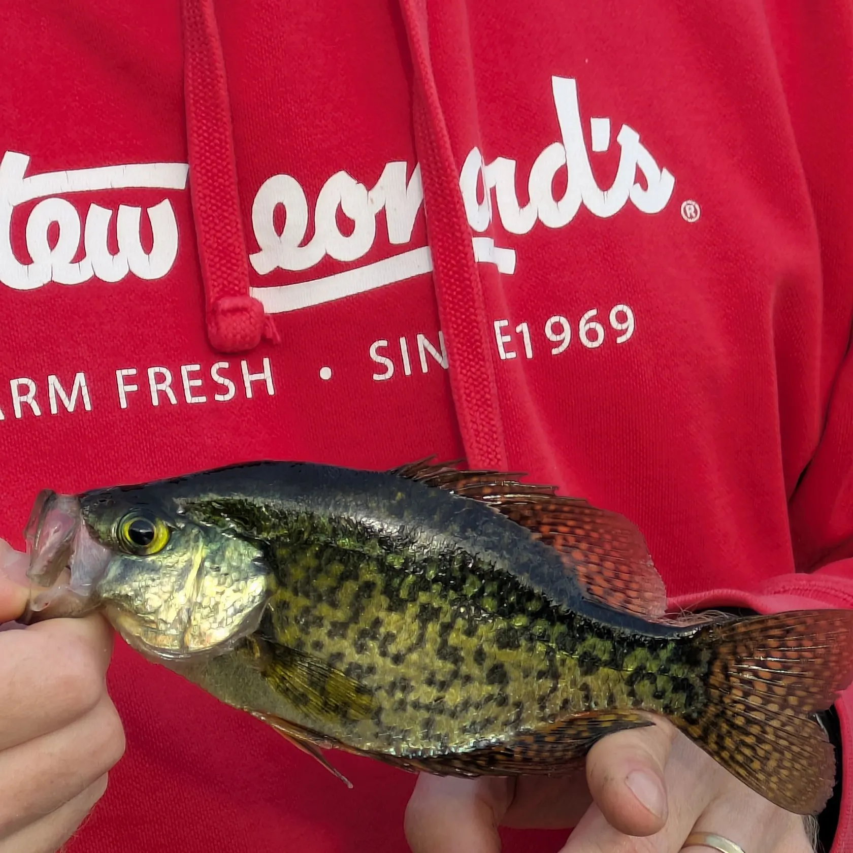 Black crappie caught on Fishbrain