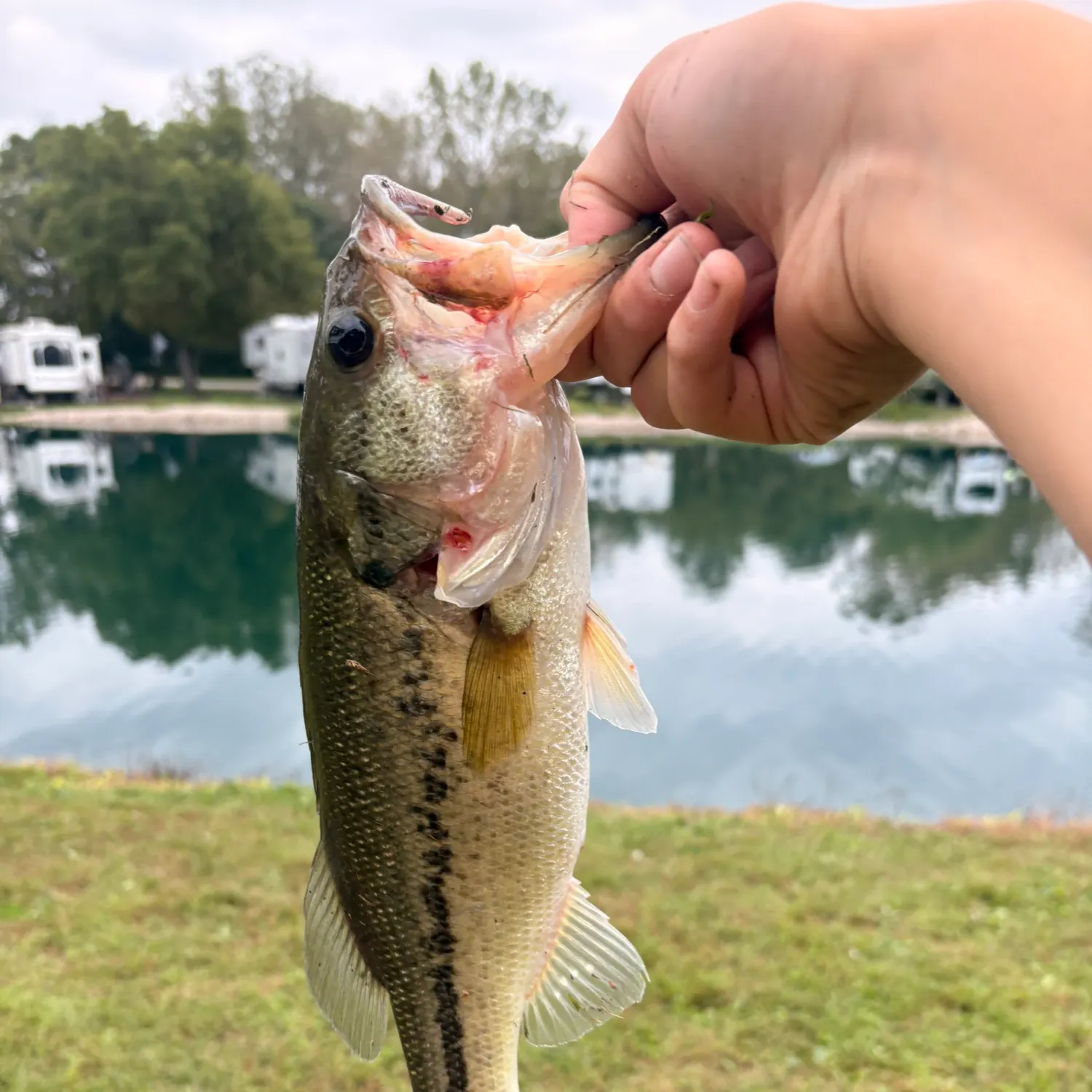 Largemouth bass caught on Fishbrain