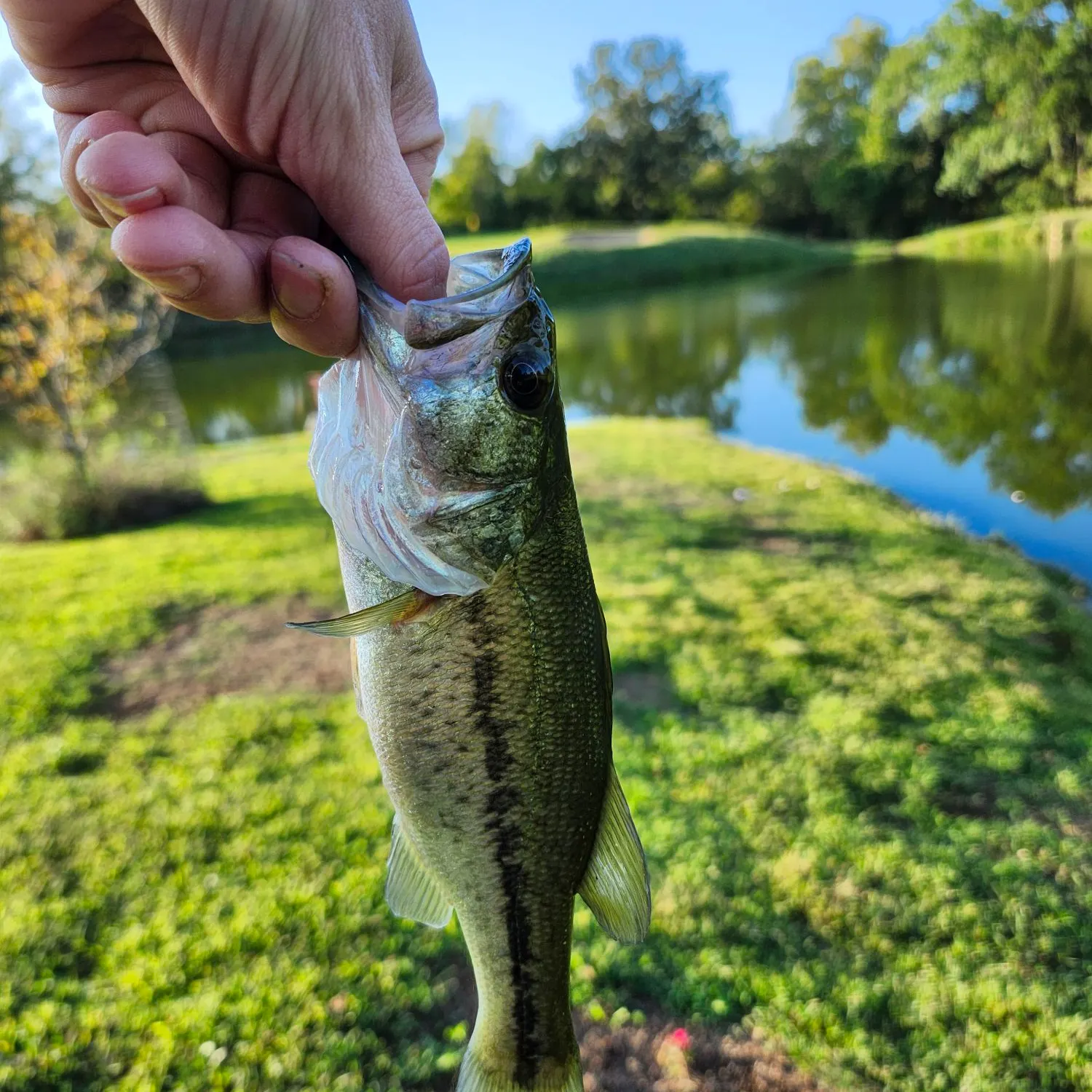 Spotted bass caught on Fishbrain