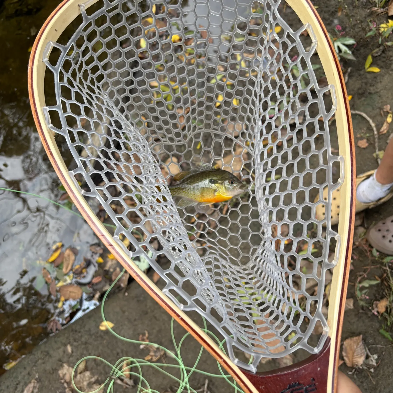 Redbreast sunfish caught on Fishbrain