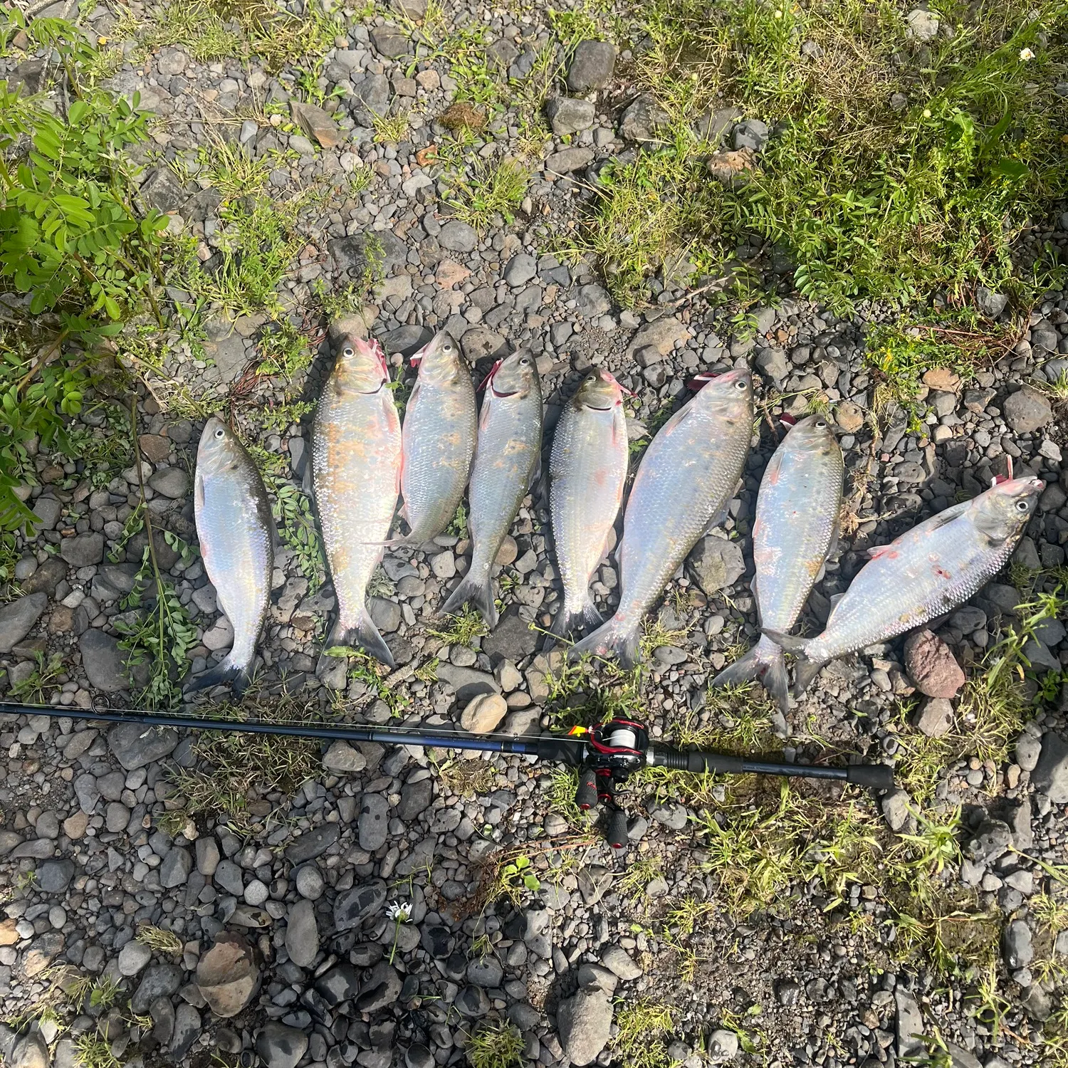 The most recent American shad catches on Fishbrain