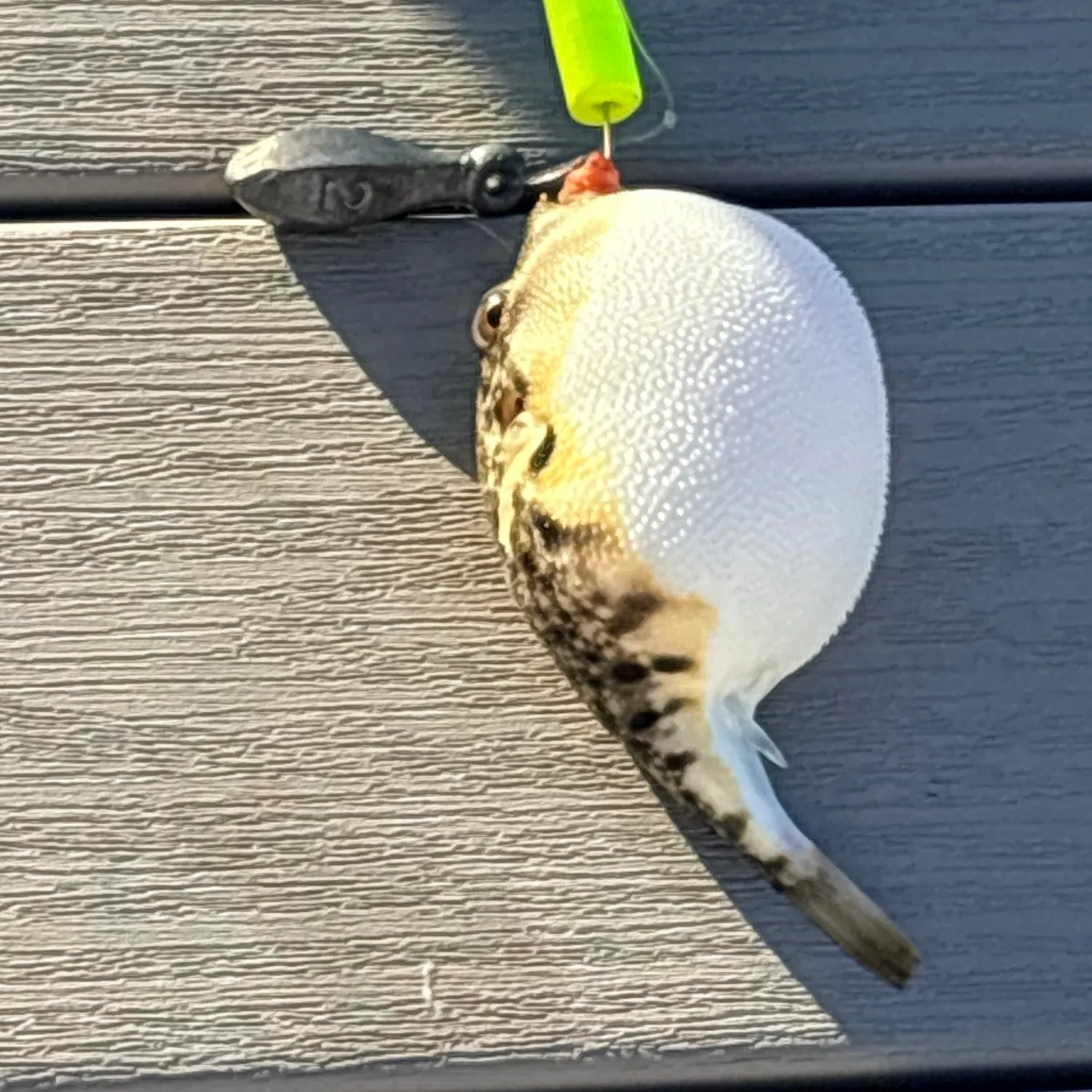 Northern puffer caught on Fishbrain