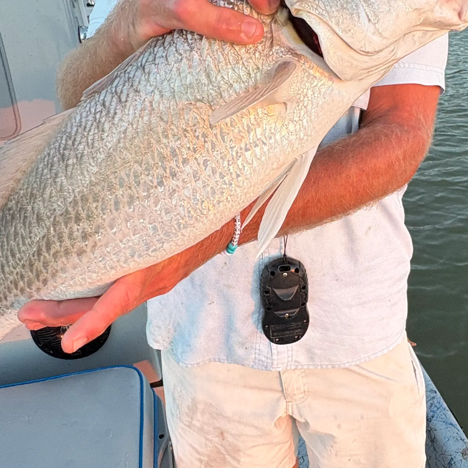 Red drum caught on Fishbrain