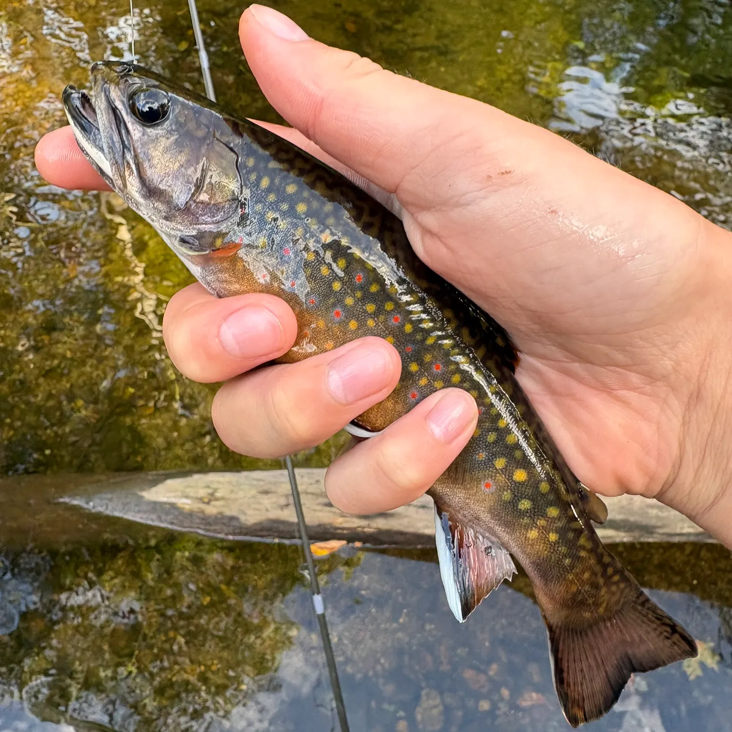 Brook trout caught on Fishbrain