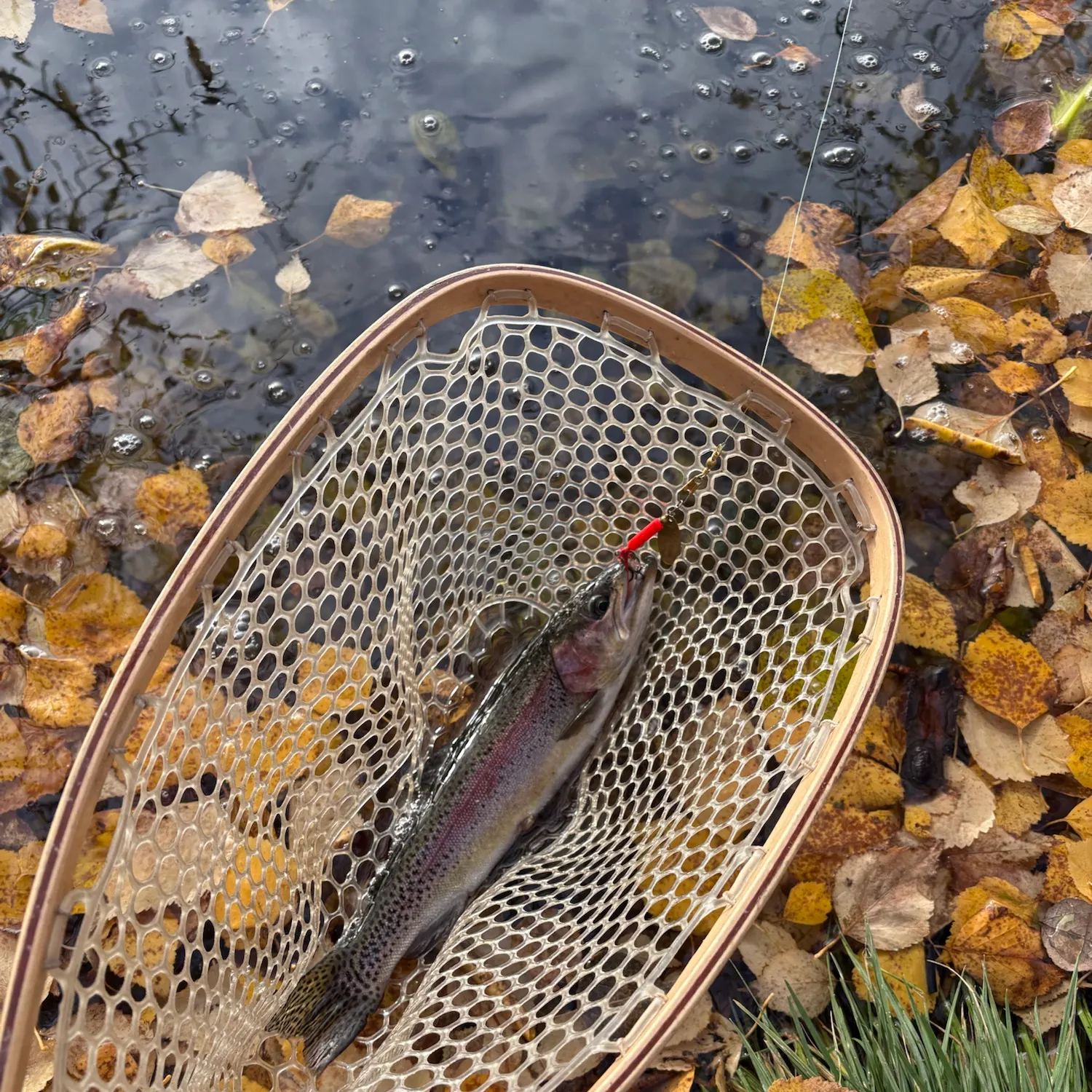 Fish caught on Fishbrain