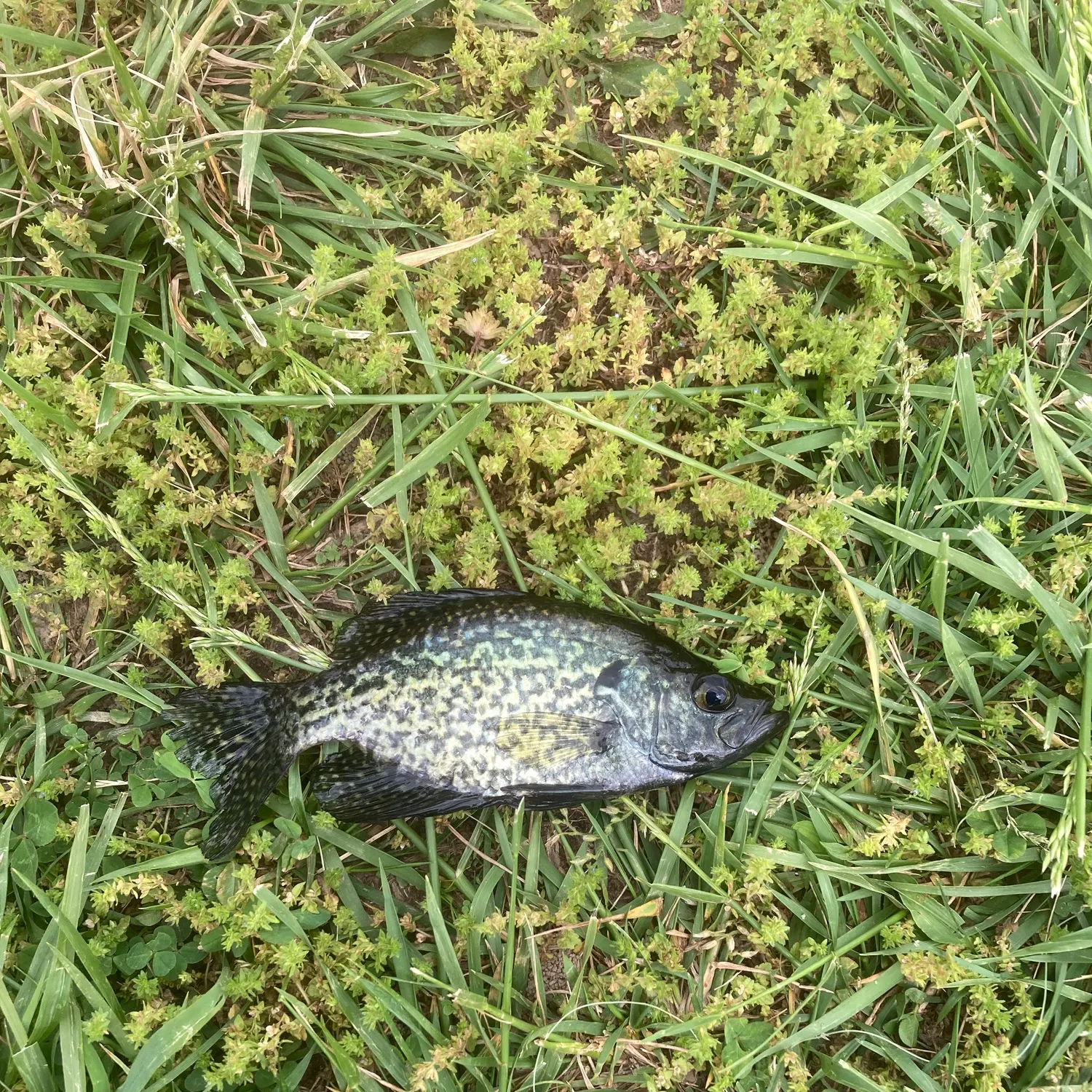The most recent Black crappie catches on Fishbrain