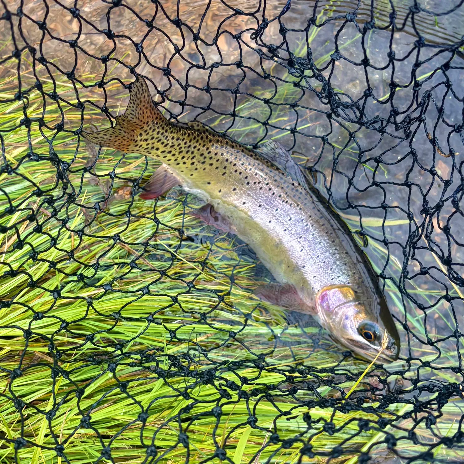 The most recent Cutthroat trout catches on Fishbrain