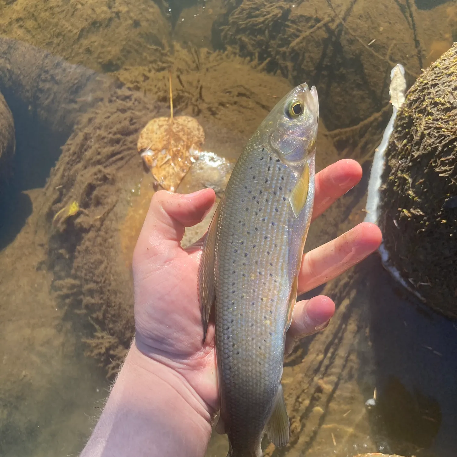 The most recent Arctic grayling catches on Fishbrain