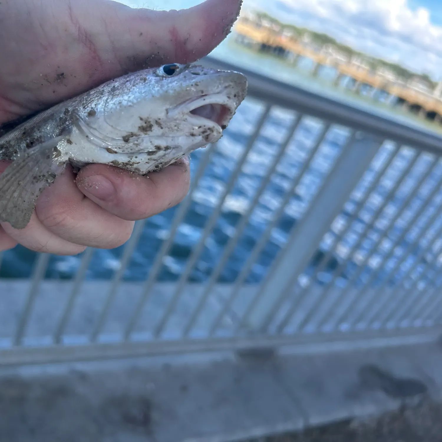 Southern kingcroaker caught on Fishbrain