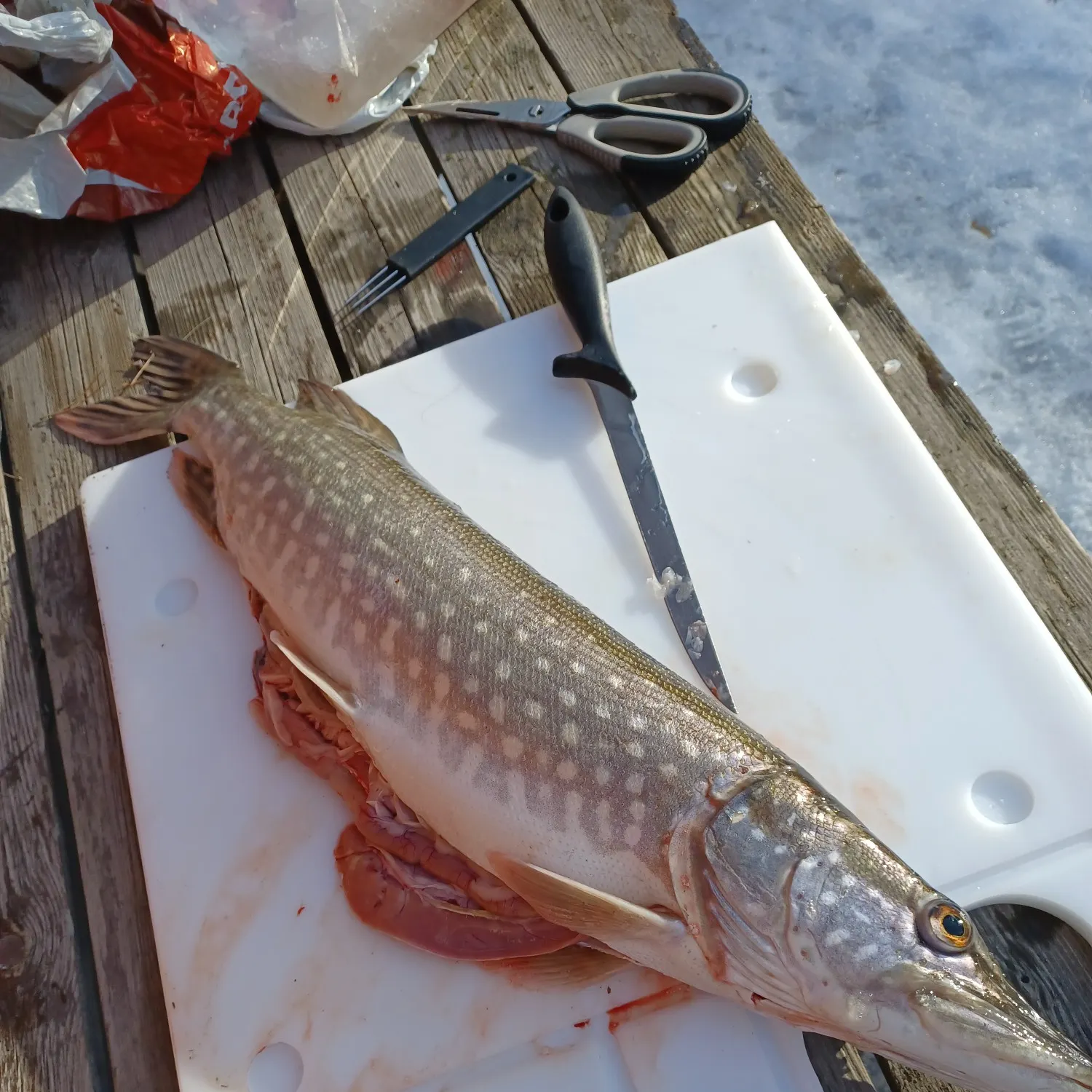 recently logged catches