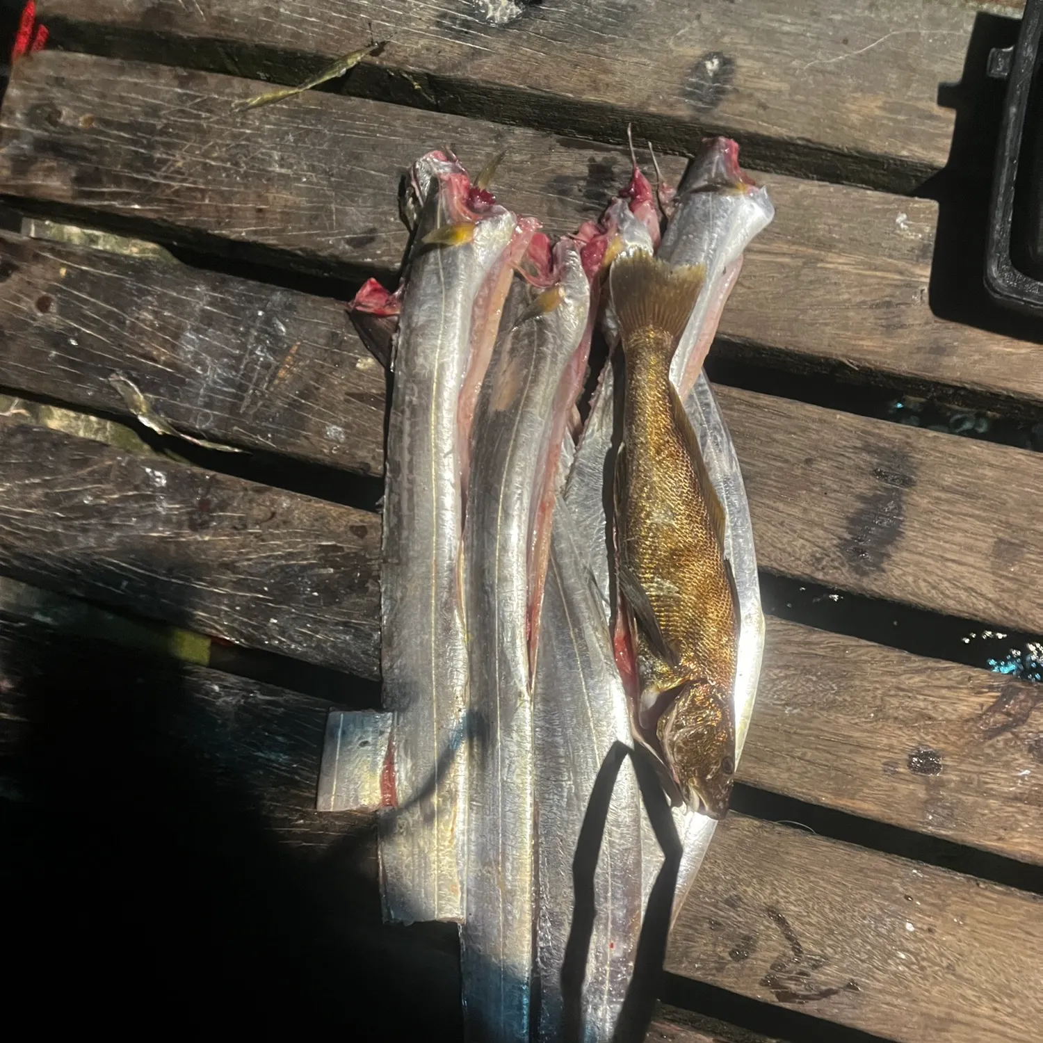 recently logged catches